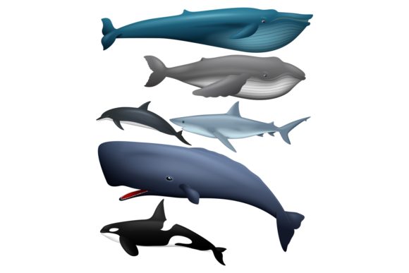 Download Marine Life Animals Clipart - Premium Resources